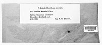 Puccinia morthieri image